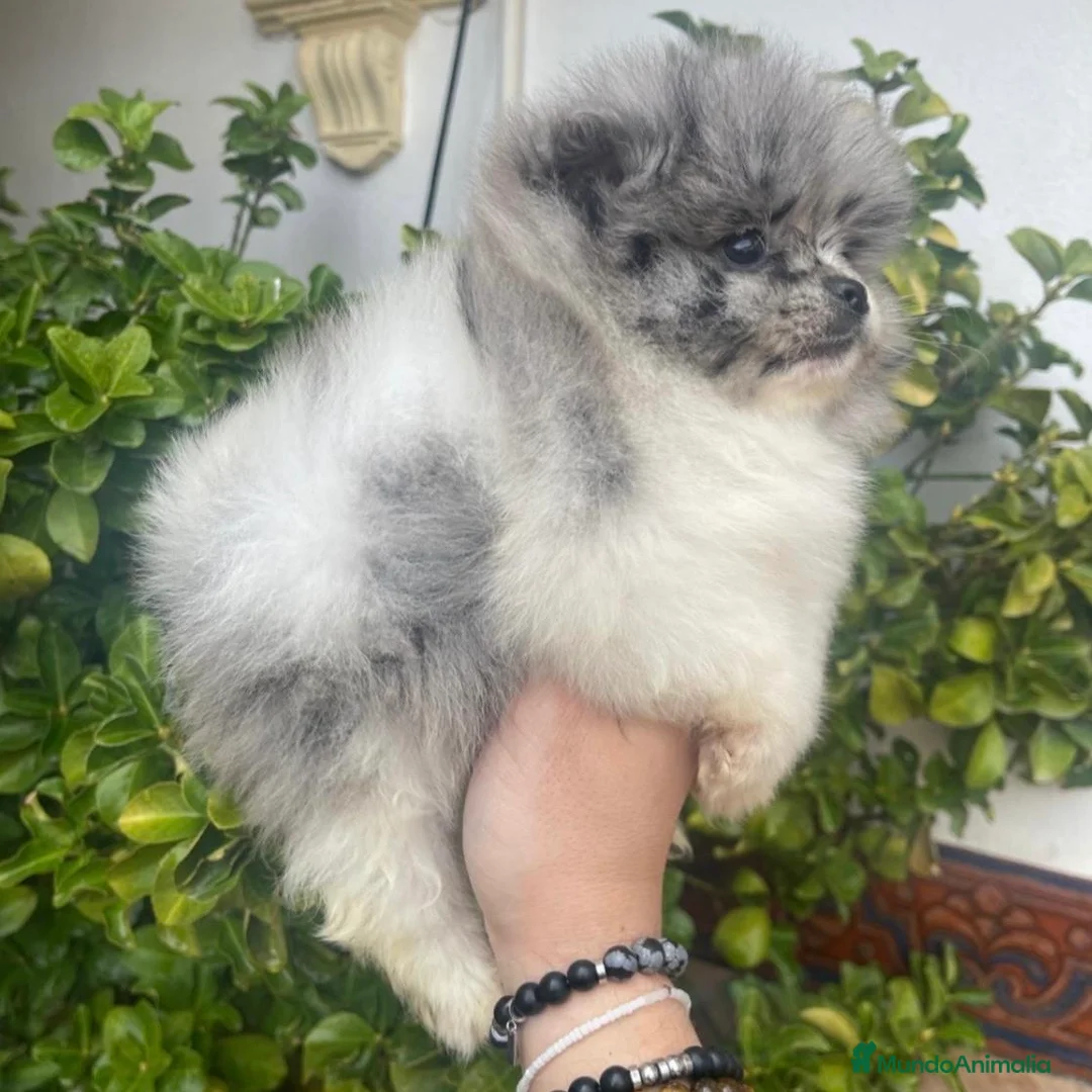 Pomerania perros en venta: Lulú de Pomerania Merle - Anuncio 7