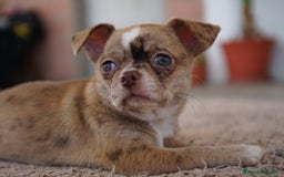 Chihuahua perros en venta: PADDY Y RONDA, DOS CHIHUAHUAS MUY ESPECIALES - Imagen 10