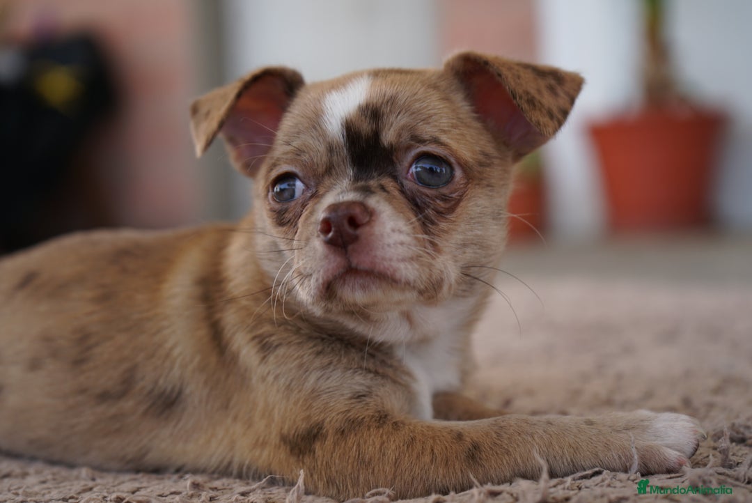 Chihuahua perros en venta: PADDY Y RONDA, DOS CHIHUAHUAS MUY ESPECIALES - Imagen 10