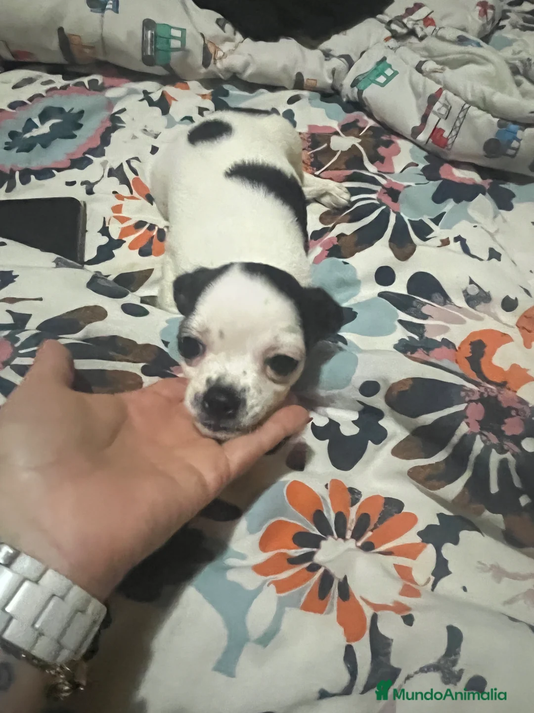 Chihuahua perros en venta: Chihuhua hembra - Anuncio 2