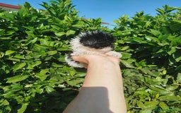 Maltipoo perros en venta: Maltipoo toy  - Imagen 2