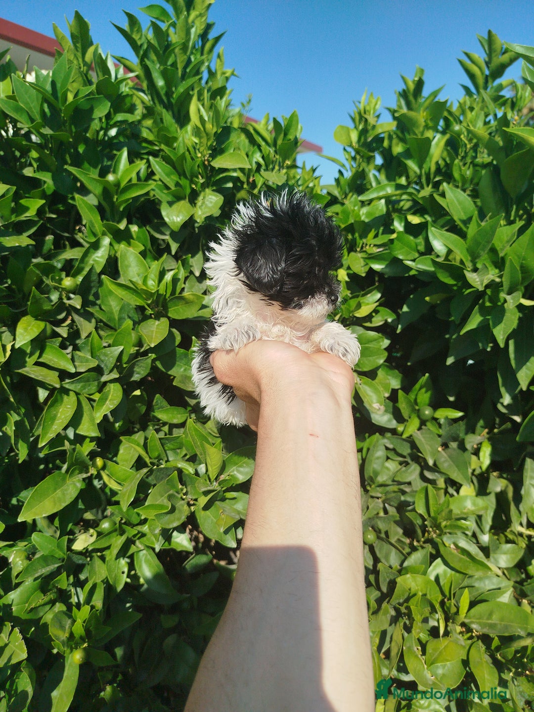 Maltipoo perros en venta: Maltipoo toy  - Imagen 2