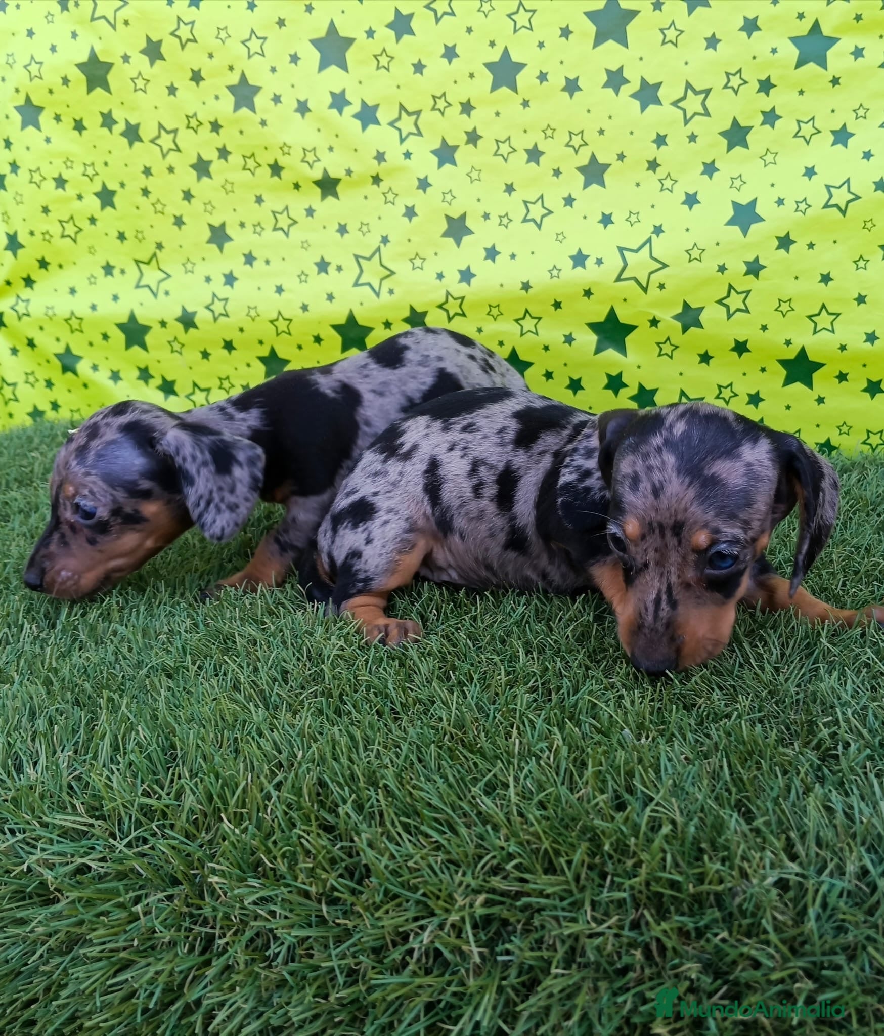 Teckel Miniatura perros Cachorros de Teckel miniatura  - Anuncio 1