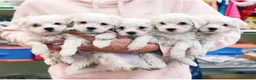 Bichón Maltés perros en venta: Cachorros Bichón Maltés 700€ ¡PRECIO REAL!Valencia - Anuncio 1