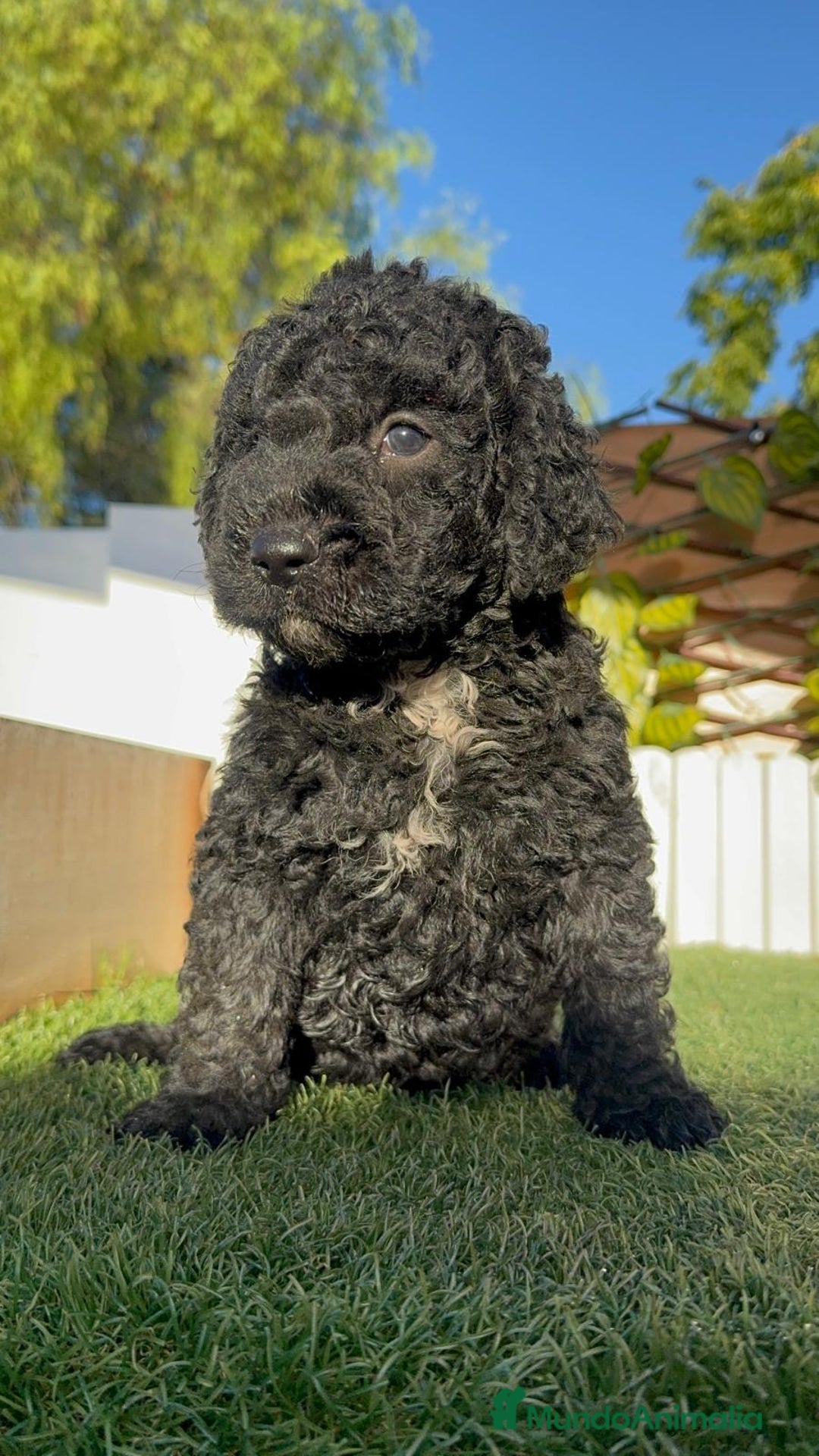 Perro de Agua Español perros en venta: PERRO DE AGUA ESPAÑOL - Imagen 6