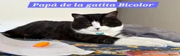 Británico de Pelo Corto gatos en venta: GATOS BRITANICO PELO CORTO BICOLOR - Anuncio 6