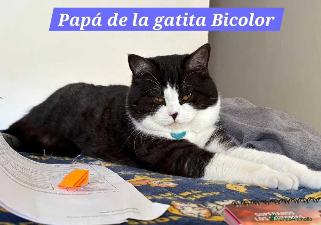 Británico de Pelo Corto gatos en venta: GATOS BRITANICO PELO CORTO BICOLOR - Anuncio 6