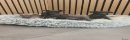 Pequeño Lebrel Italiano perros en venta: Pequeño Lebrel Italiano disponibles para octubre  - Anuncio 20