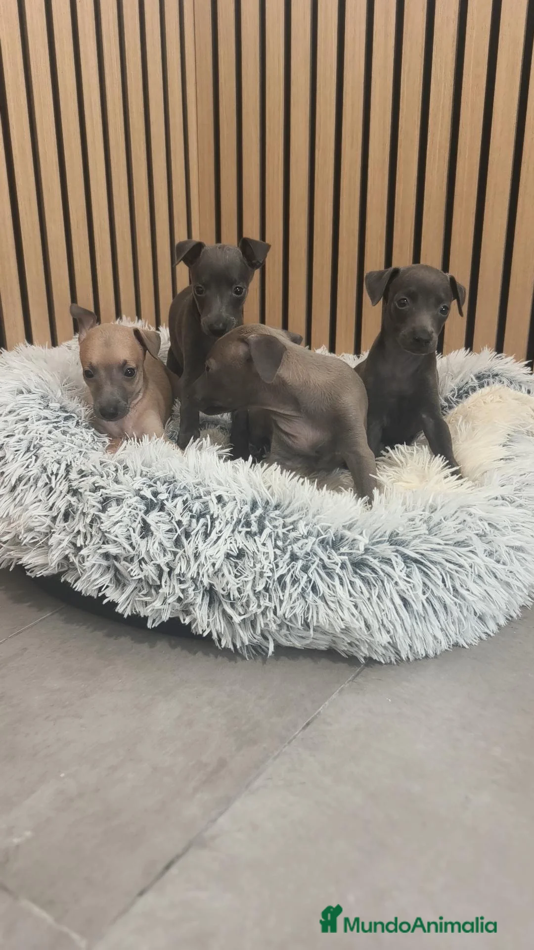 Pequeño Lebrel Italiano perros en venta: Pequeño Lebrel Italiano disponibles para octubre  - Anuncio 20