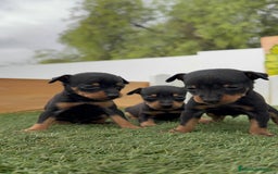 Pinscher Miniatura perros en venta: PINSCHER MINIATURA HEMBRAS - Imagen 7