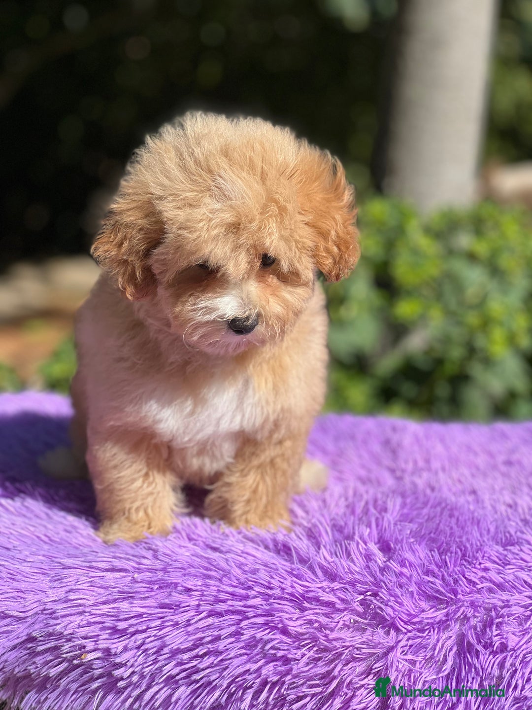 Maltipoo perros en venta: Maltipoo hembra  - Imagen 2