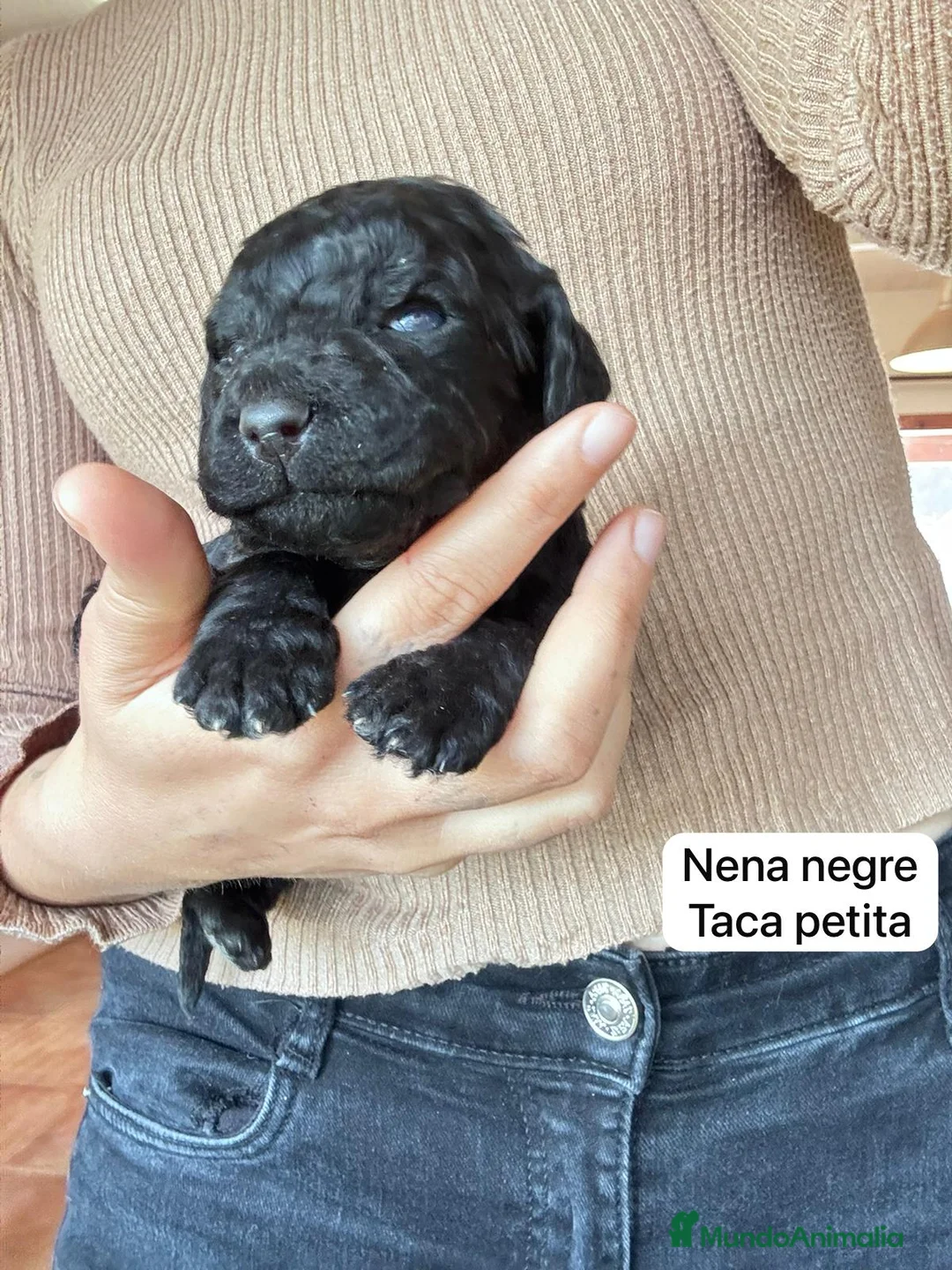 Labradoodle perros en venta: Preciosos cachorros - Anuncio 3