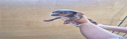 Teckel Miniatura perros en venta: Impresionantes Teckel arlequines minis  - Anuncio 11