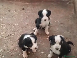 Border Collie perros - Anuncio 6