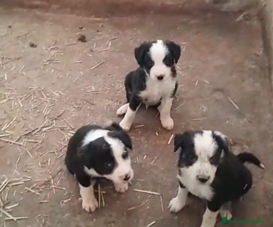 Border Collie perros - Anuncio 5