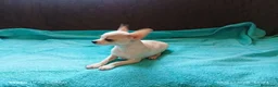 Chihuahua perros en venta: cachorrito de chihuahua - Anuncio 2