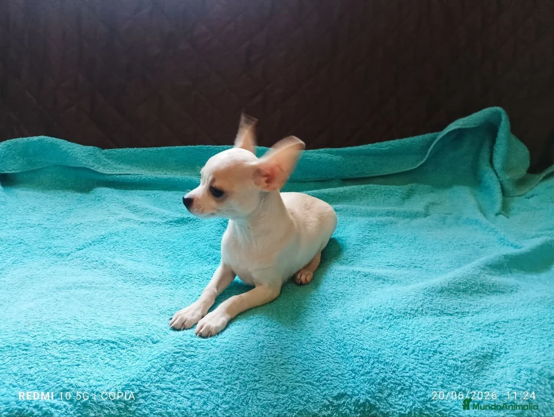 Chihuahua perros en venta: cachorrito de chihuahua - Anuncio 2