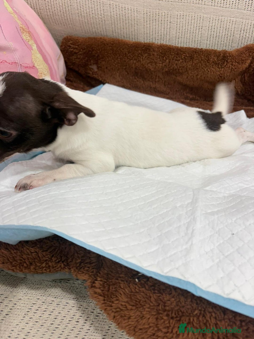 Chihuahua perros en venta: Chihuahua hembra - Anuncio 8