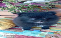 Pomerania perros en venta: Pomerania cachorro - Imagen 2