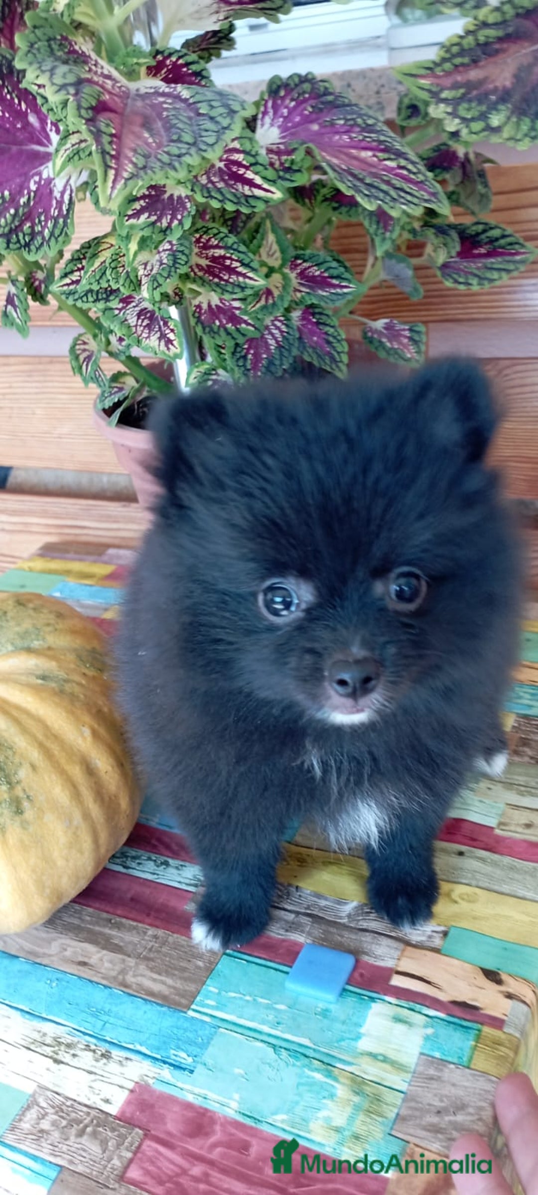 Pomerania perros en venta: Pomerania cachorro - Imagen 2