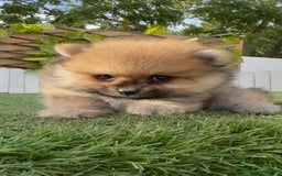 Pomerania perros en venta: POMERANIA - Imagen 7