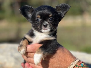 Chihuahua perros - Anuncio 4