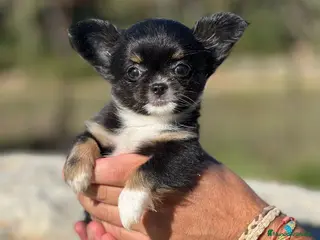 Chihuahua perros Chihuahua pelo largo - Anuncio 26