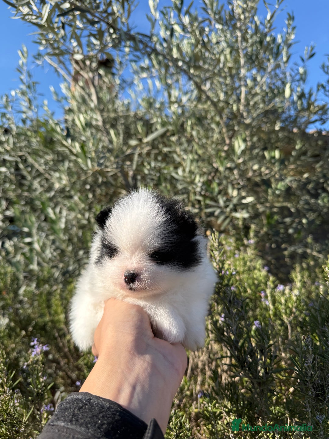 Pomerania perros en venta: Pomerania Toy - Anuncio 5