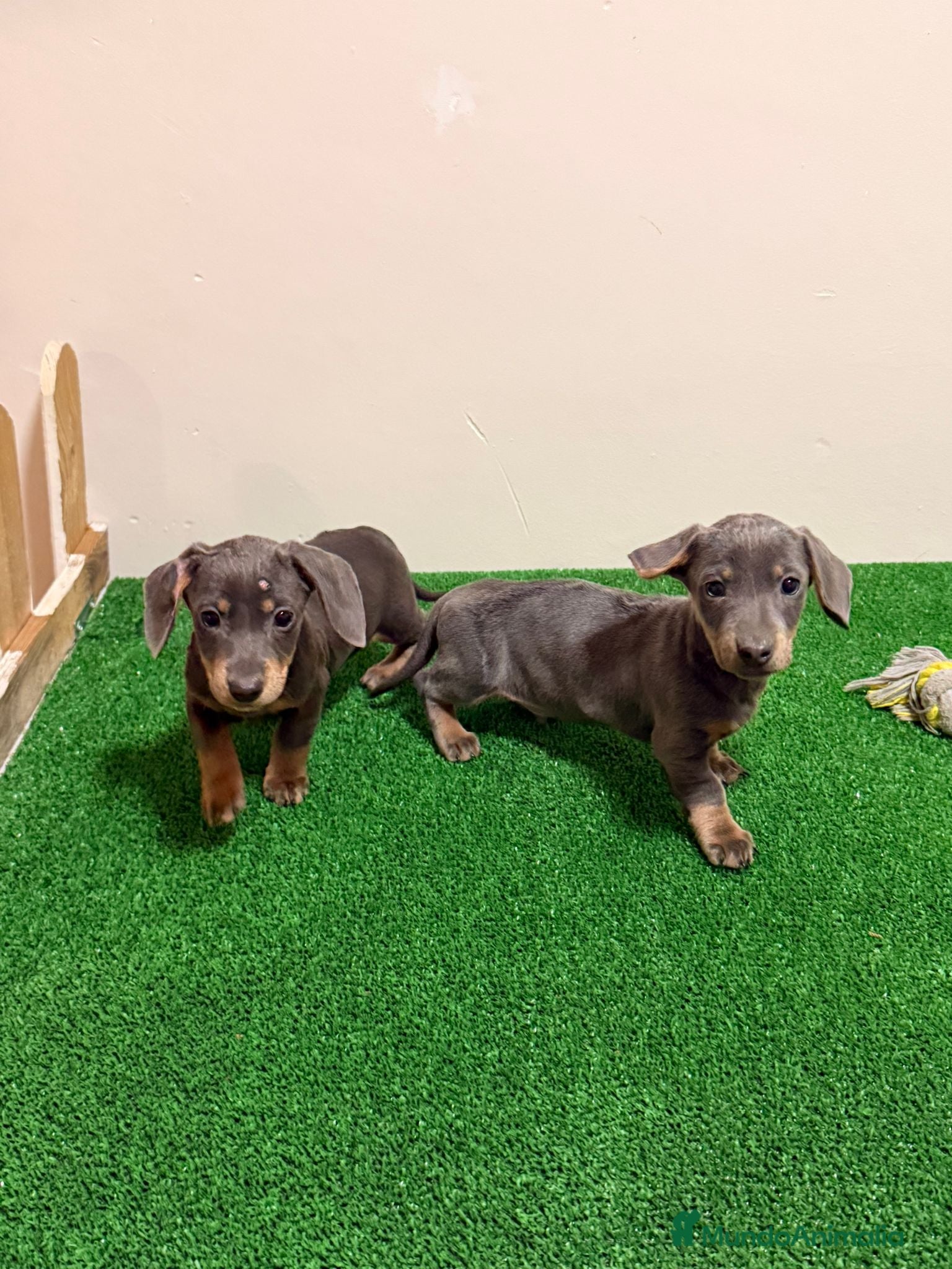 Teckel Miniatura perros Teckel kanichen Blues Preciosos  - Anuncio 1