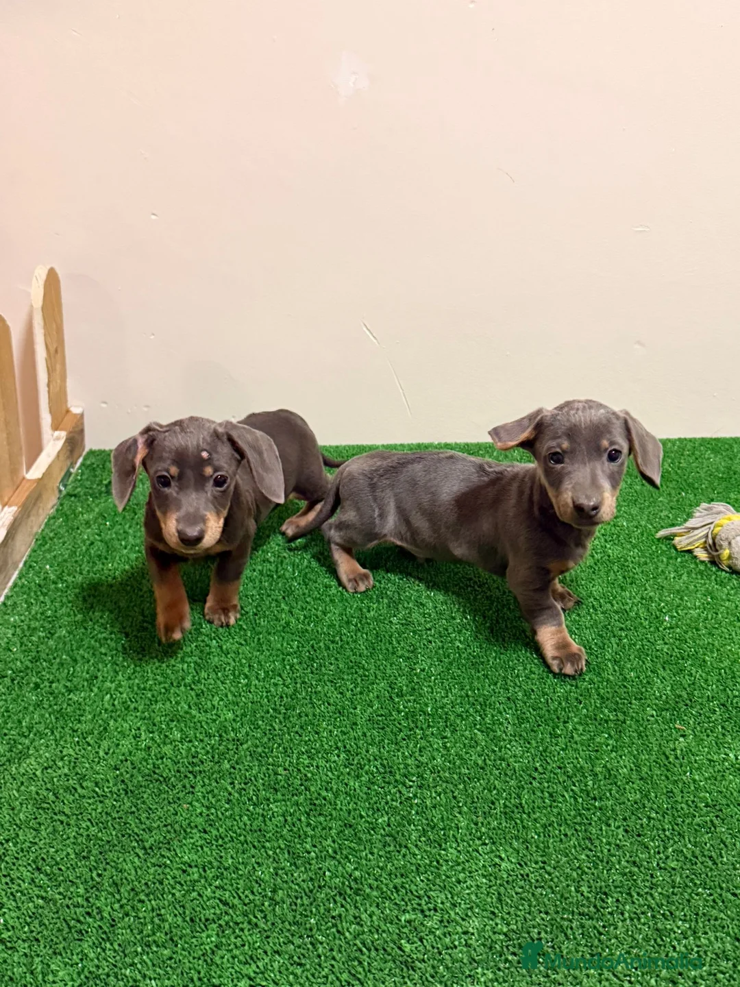 Teckel Miniatura perros en venta: Teckel kanichen Blues Preciosos  - Anuncio 1