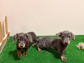 Teckel Miniatura perros Teckel kanichen Blues Preciosos - Anuncio 1