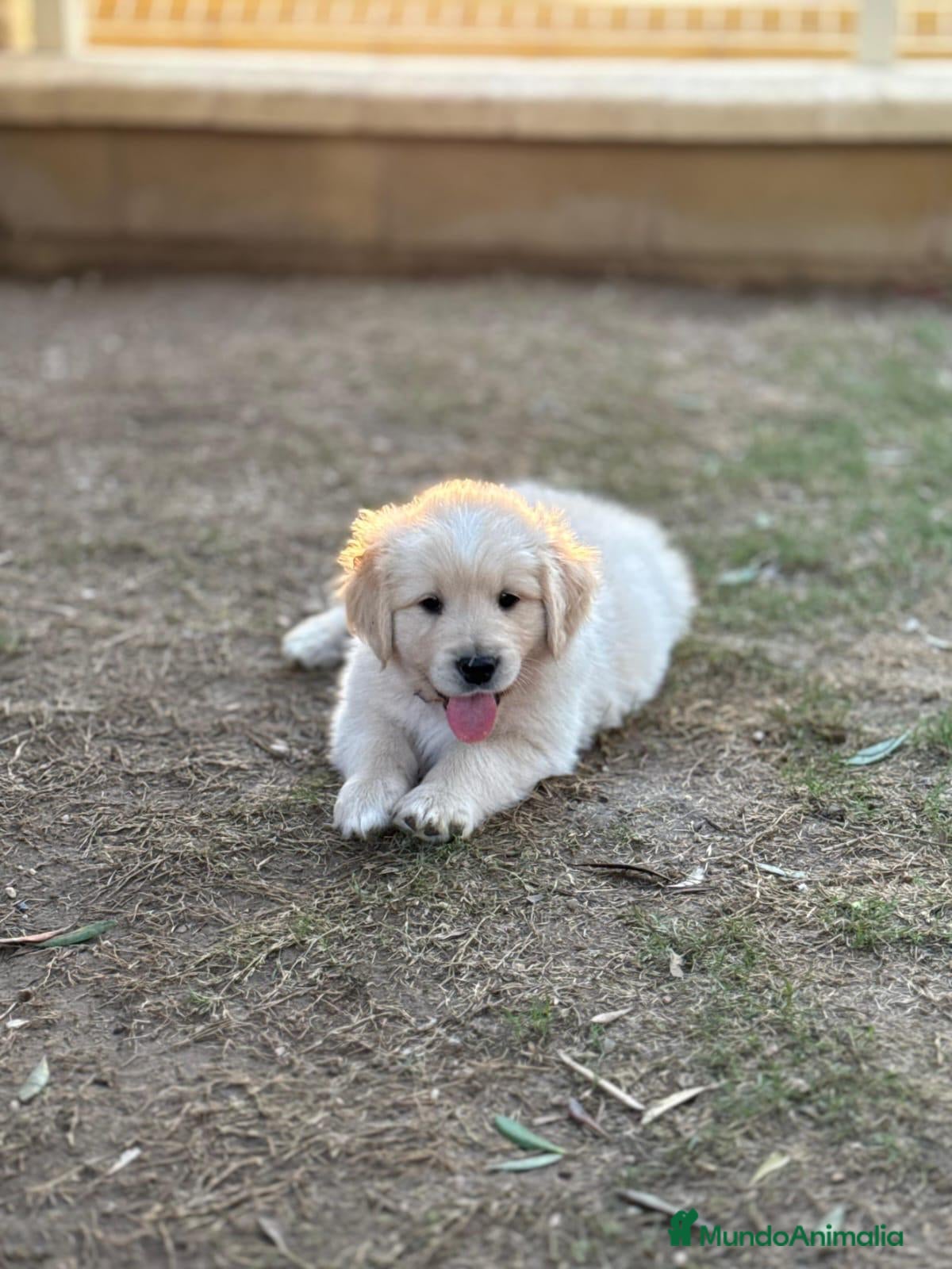 Golden Retriever perros Golden Retriever  - Anuncio 2