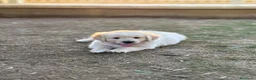Golden Retriever perros en venta: Golden Retriever  - Anuncio 1