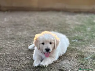 Golden Retriever perros Golden Retriever - Anuncio 2