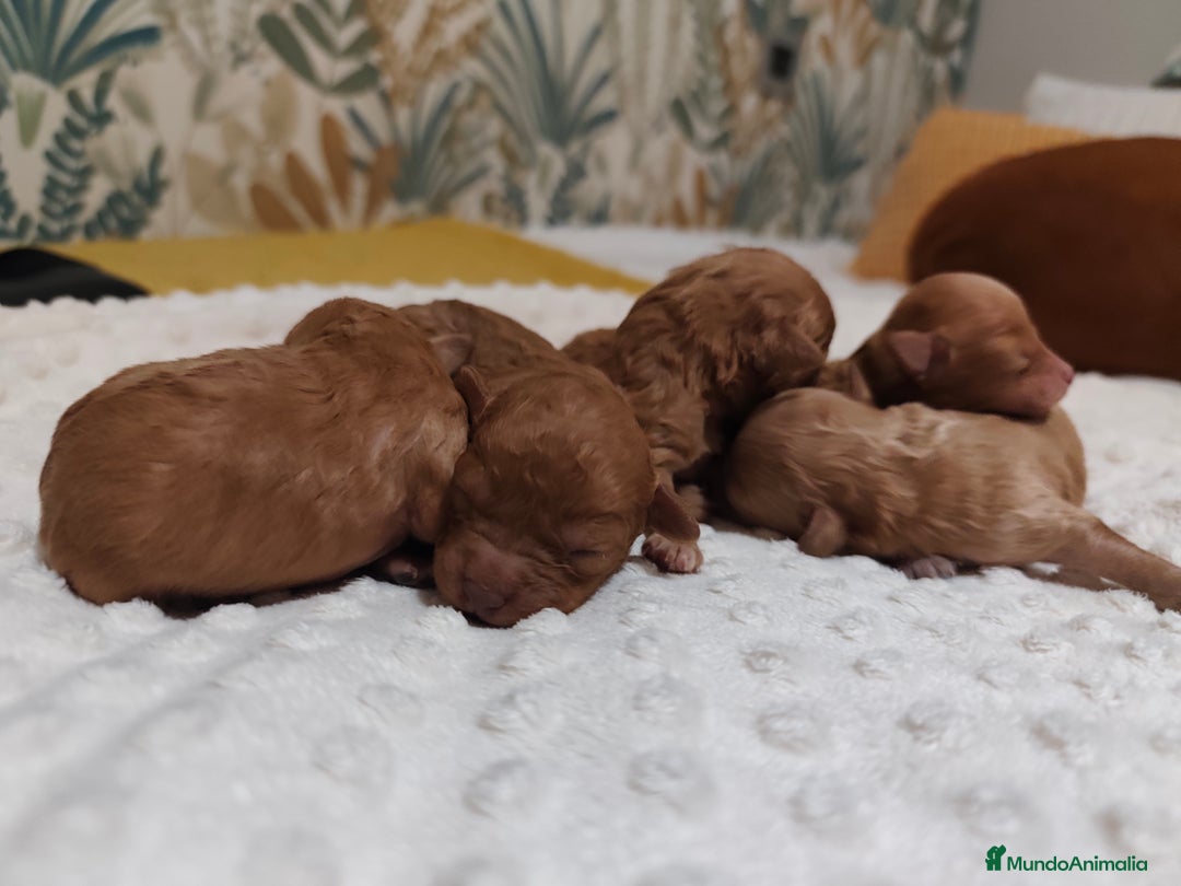 Caniche Toy perros en venta: Caniche toy - Anuncio 5