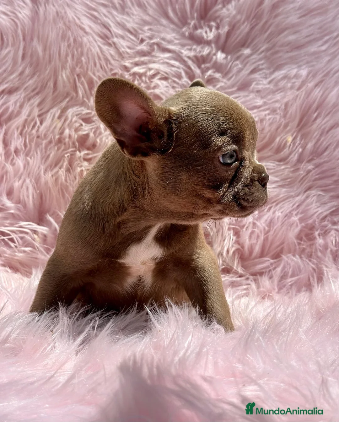 Bulldog Francés perros en venta: Bulldog francés  en Barcelona - Anuncio 4