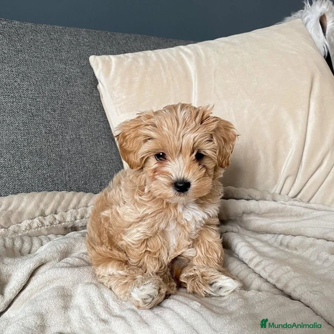 Maltipoo perros en venta: MALTIPOO EXCLUSIVOS mini toy🧸💖 - Anuncio 8