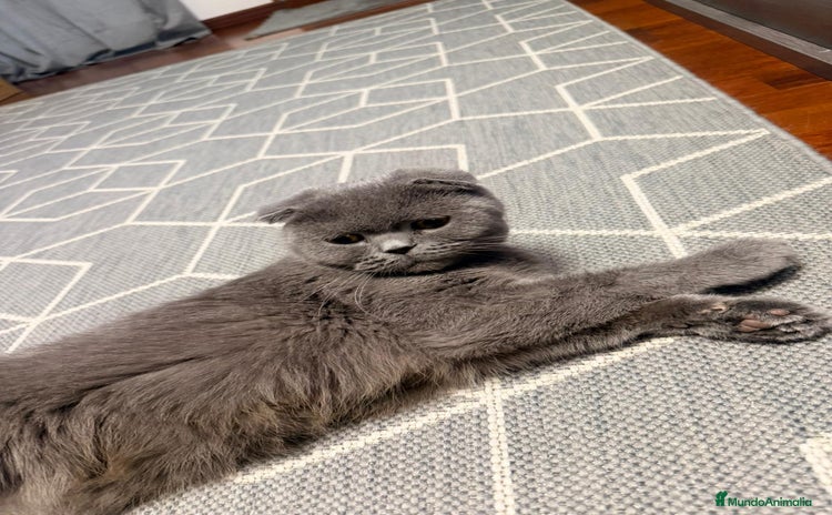 Scottish Fold gatos - Anuncio 1