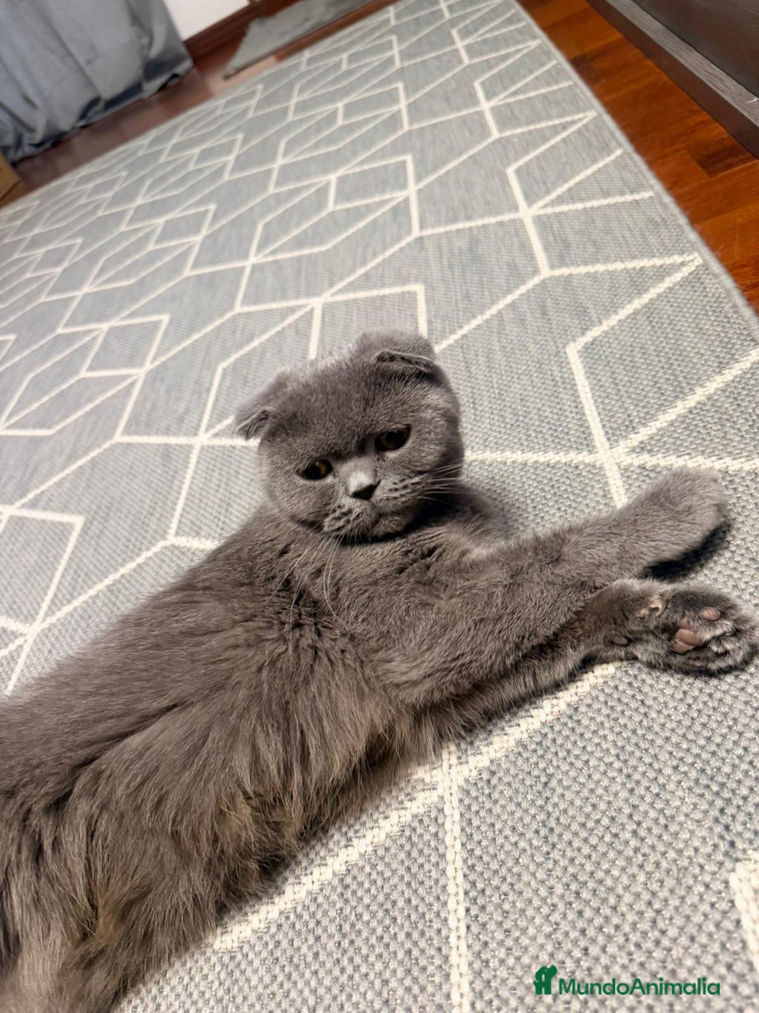 Scottish Fold gatos en venta: Scottish Fod  - Imagen 1