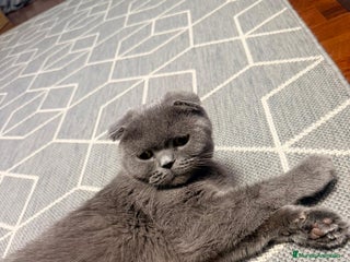 Scottish Fold gatos - Anuncio 1