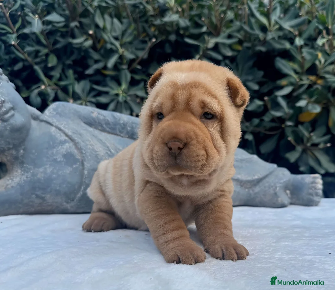 Shar Pei perros en venta: LOS MEJORES SHAR PEI NACIONALES en Málaga - Anuncio 8