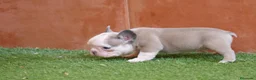 Bulldog Francés perros en venta: Cachorros de Bulldog Frances  - Anuncio 3