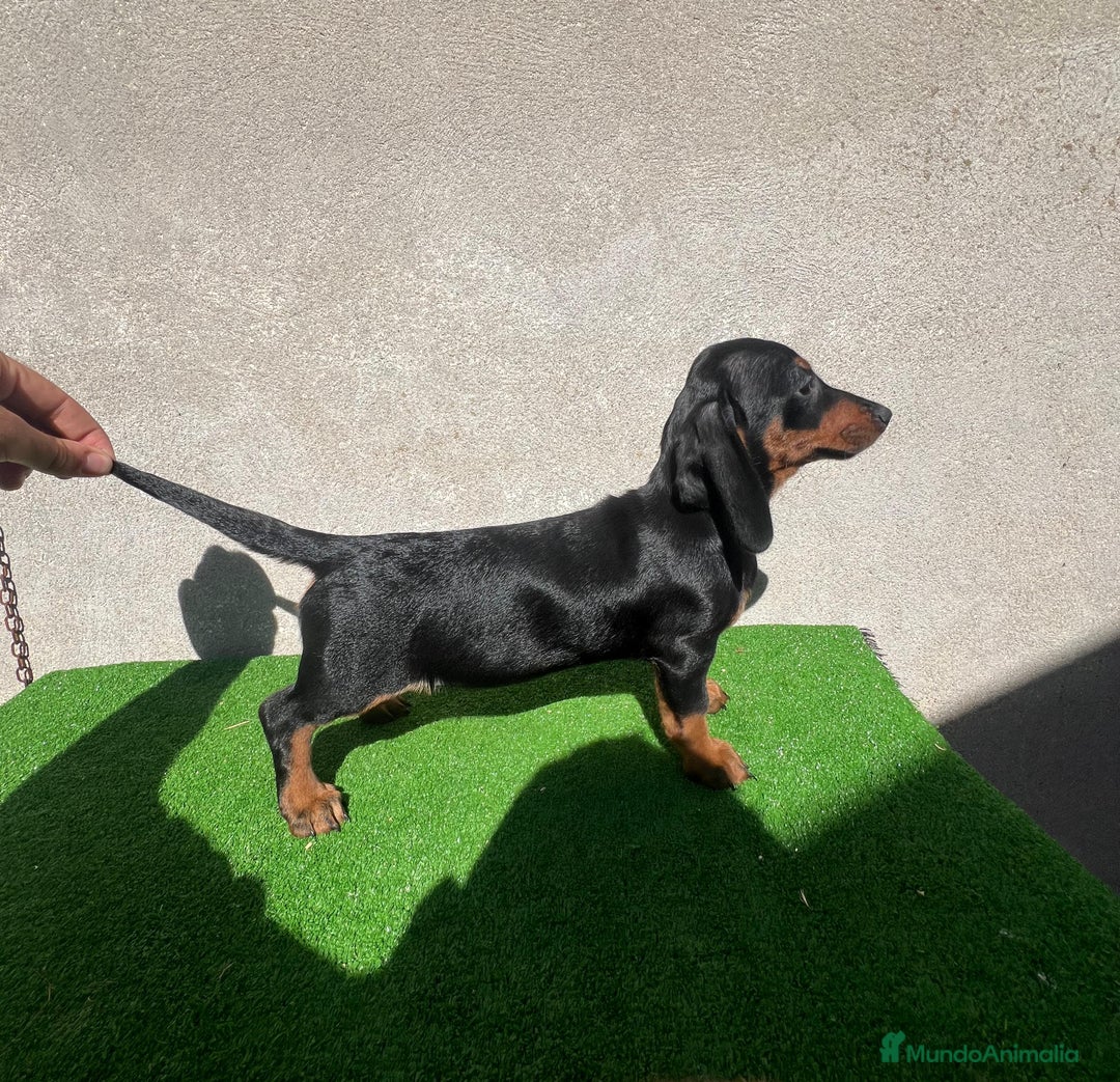 Teckel Miniatura perros en venta: Teckel miniatira - Imagen 5