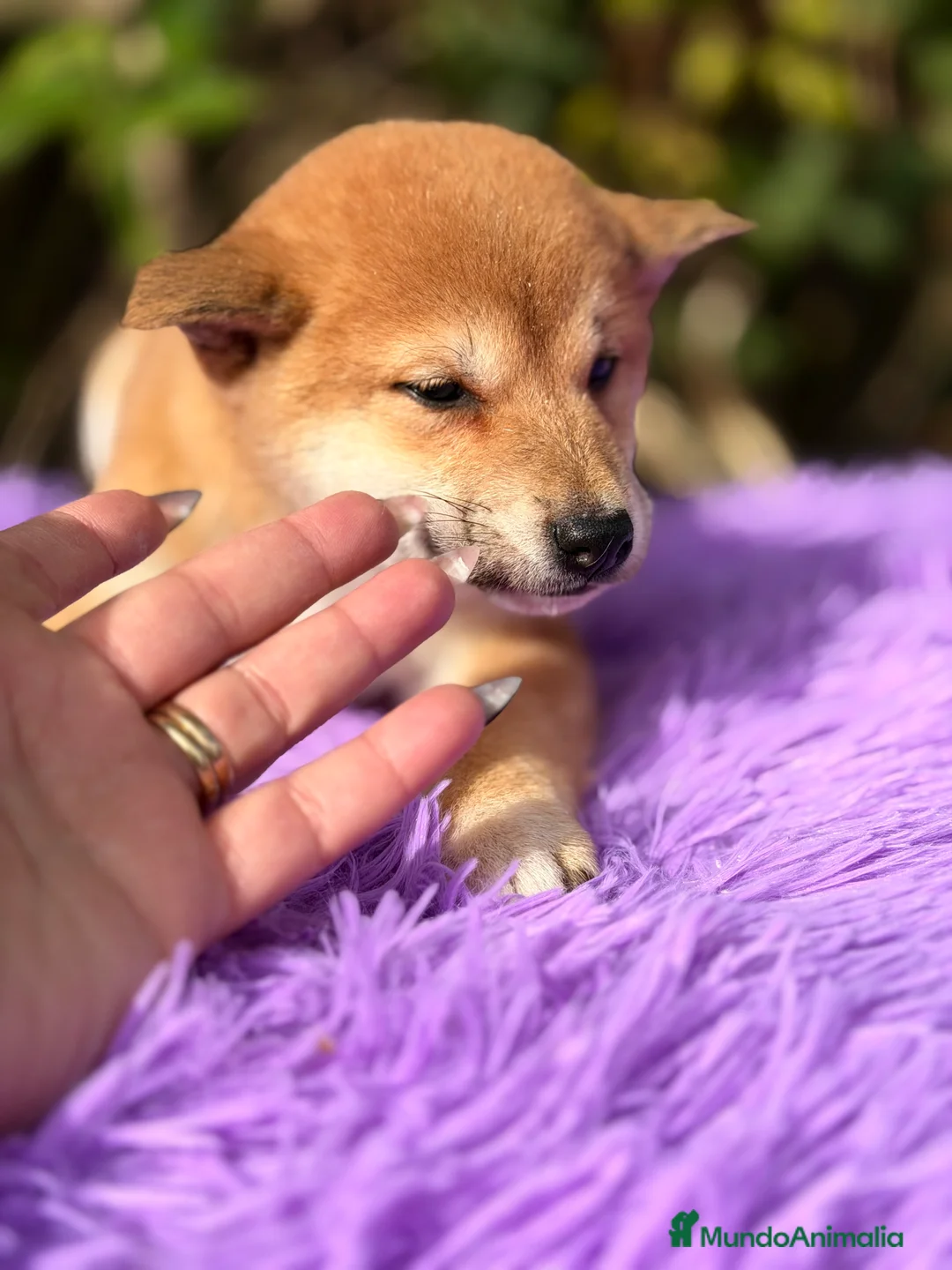 Shiba Inu perros en venta: Shiba Inu hembra  - Anuncio 4
