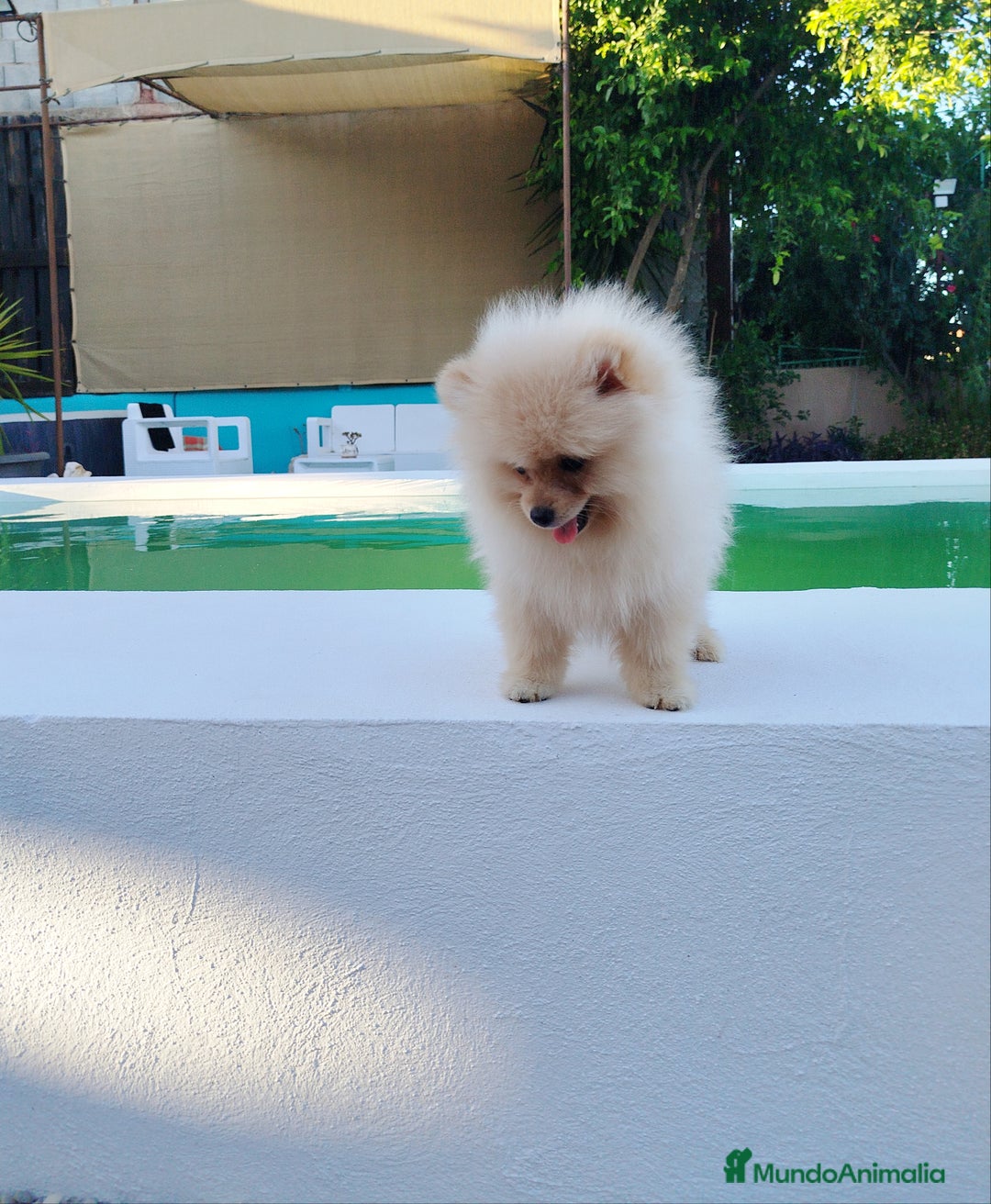 Pomerania perros en venta: Lulu de pomerania  - Imagen 4