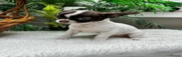 Chihuahua perros en venta: CHIHUAHUA CHOCOLATE Y BLANCO - Anuncio 9