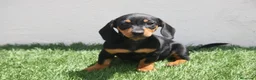Teckel Miniatura perros en venta: Teckel Miniatura  - Anuncio 24