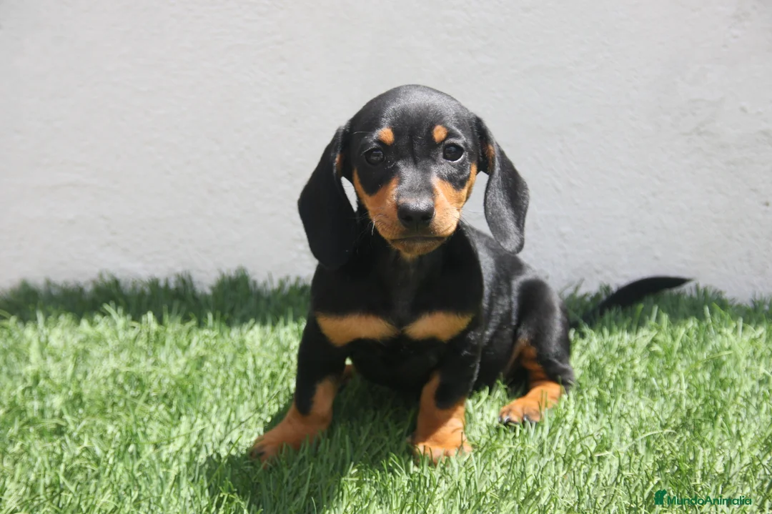 Teckel Miniatura perros en venta: Teckel Miniatura  - Anuncio 24