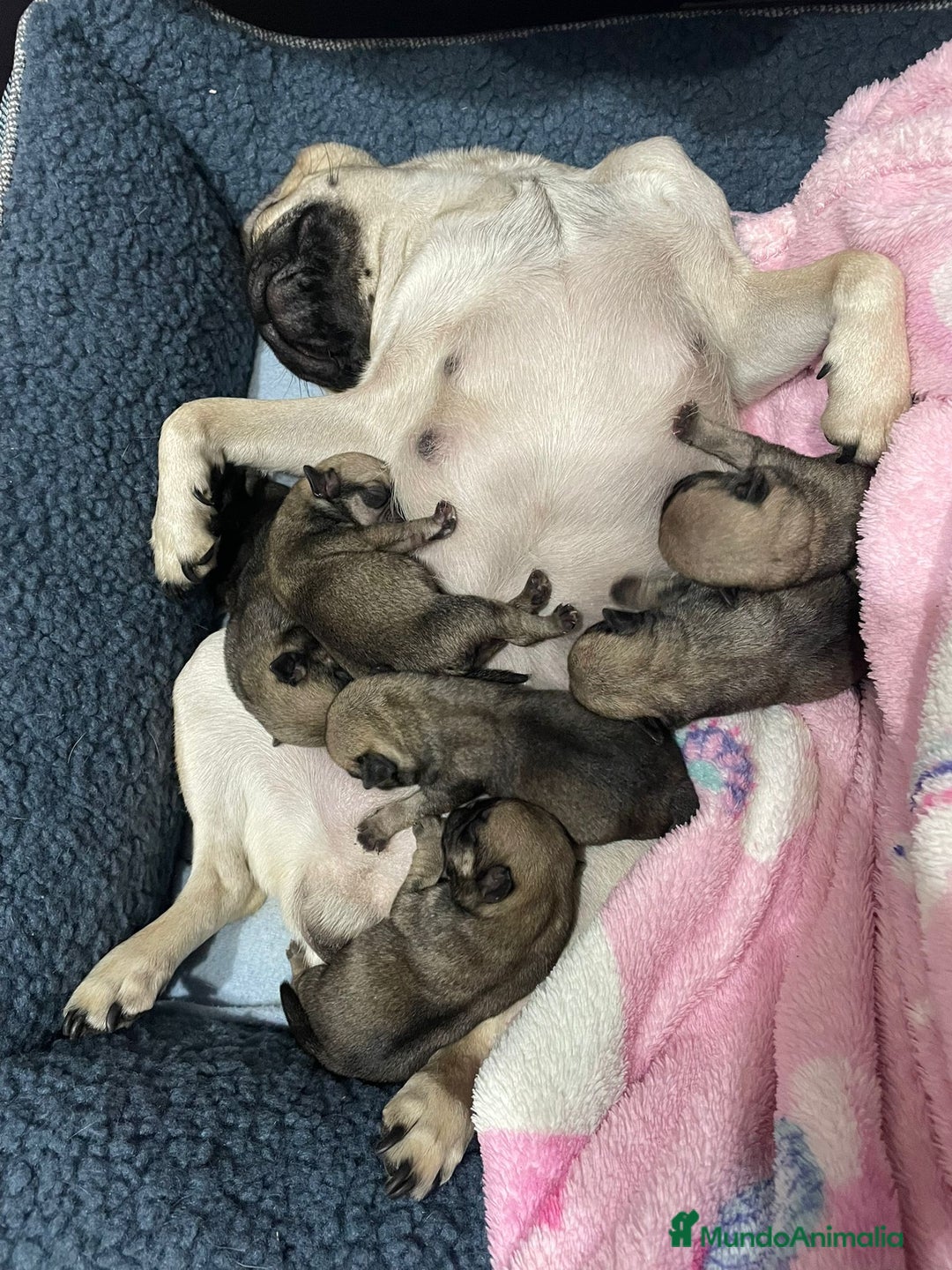 Carlino - Pug perros en venta: Últimas 2 hembritas de carlino  - Anuncio 7