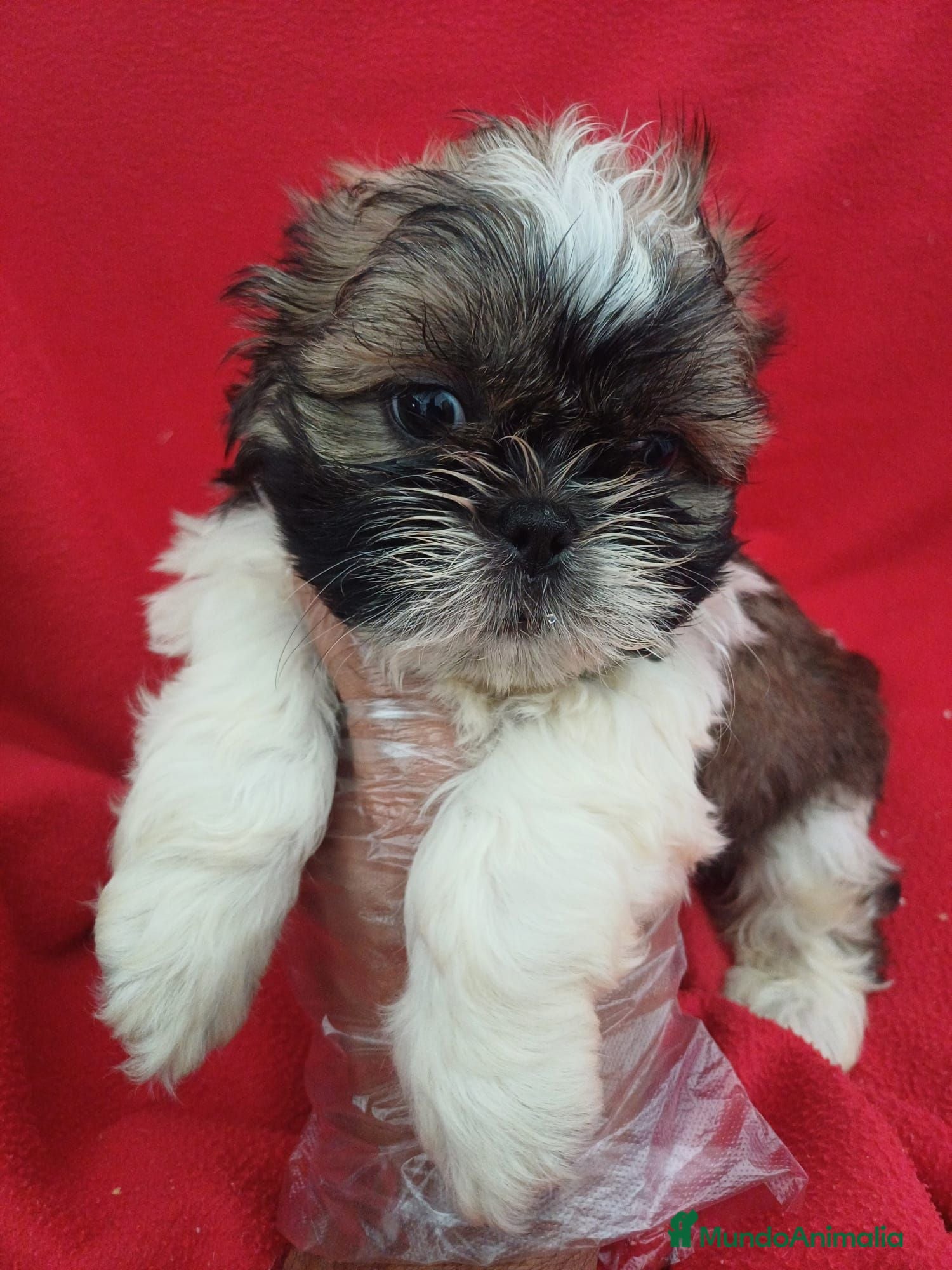 Shih Tzu perros Shitzhu  - Anuncio 10
